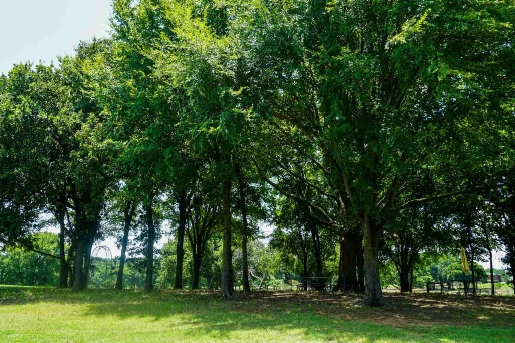 Oaks along the shoreline