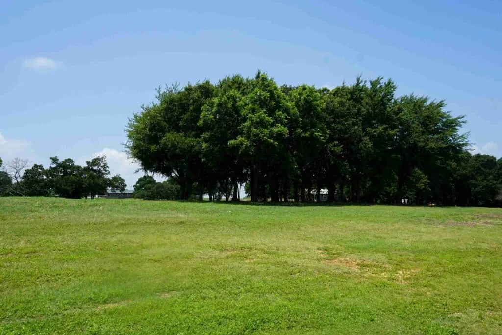 Open field and tree line at the ranch
