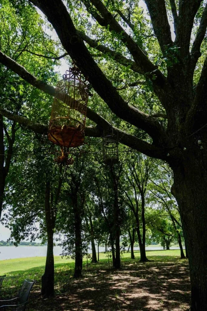 Big oaks framing the lake